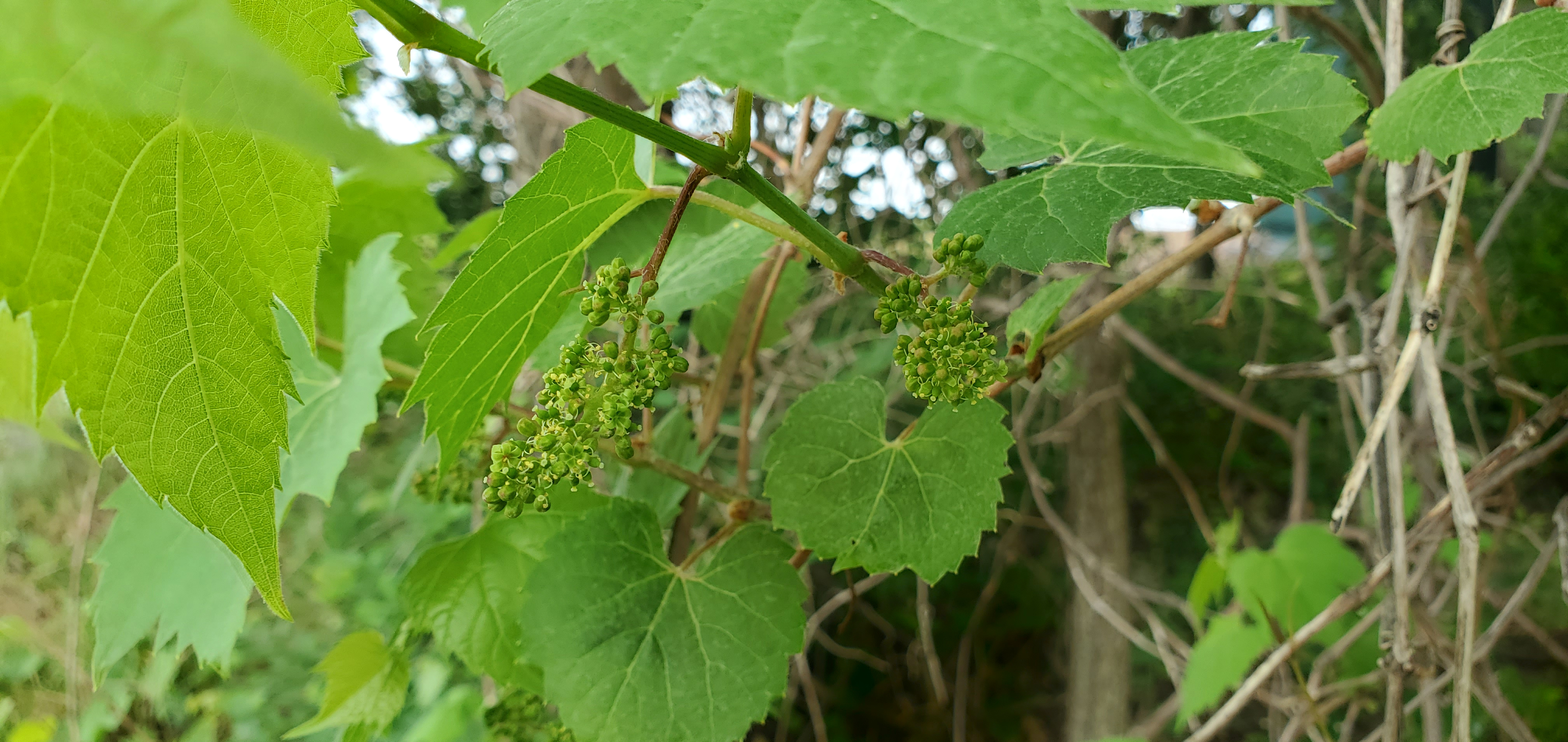 Wild grape bloom.